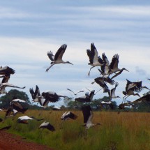 Flying Storks